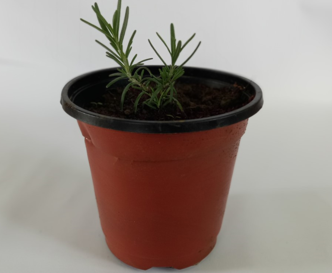 Garden Beauty Company Limited